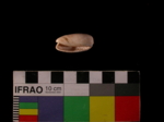 L_V23d6284 A7q390 U829 dM shell f140